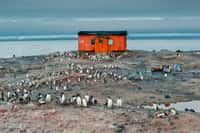 Sur l'île Petermann, les oiseaux marins trouvent refuge, nourrissent leurs petits et perpétuent leur cycle de vie dans l'immensité sauvage de l'Antarctique. Colonie de manchots papous, île Petermann. © Thierry Suzan – Tous droits réservés